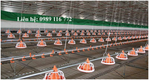 Cung cấp xây dựng trang trại nuôi gà kiểu chuồng lạnh