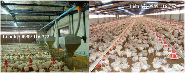 Cung cấp xây dựng trang trại nuôi gà kiểu chuồng lạnh
