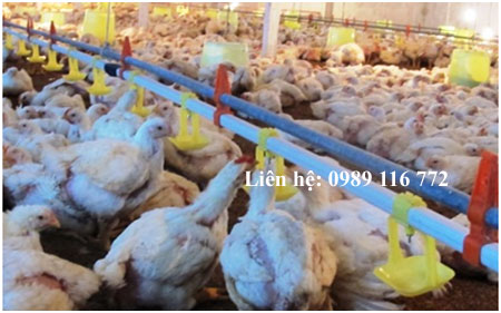 Cung cấp xây dựng trang trại nuôi gà kiểu chuồng lạnh